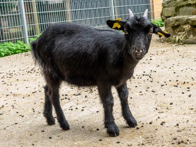 Black Lady 4×3 Black Lady 4x3