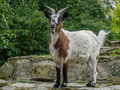 Bommel 4×3 Bommel 4x3