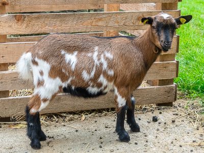 Bonnie 4×3 Bonnie 4x3