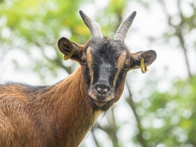 Linda 4×3 Linda 4x3