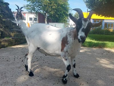 Napoleon_4x3 Napoleon_4x3